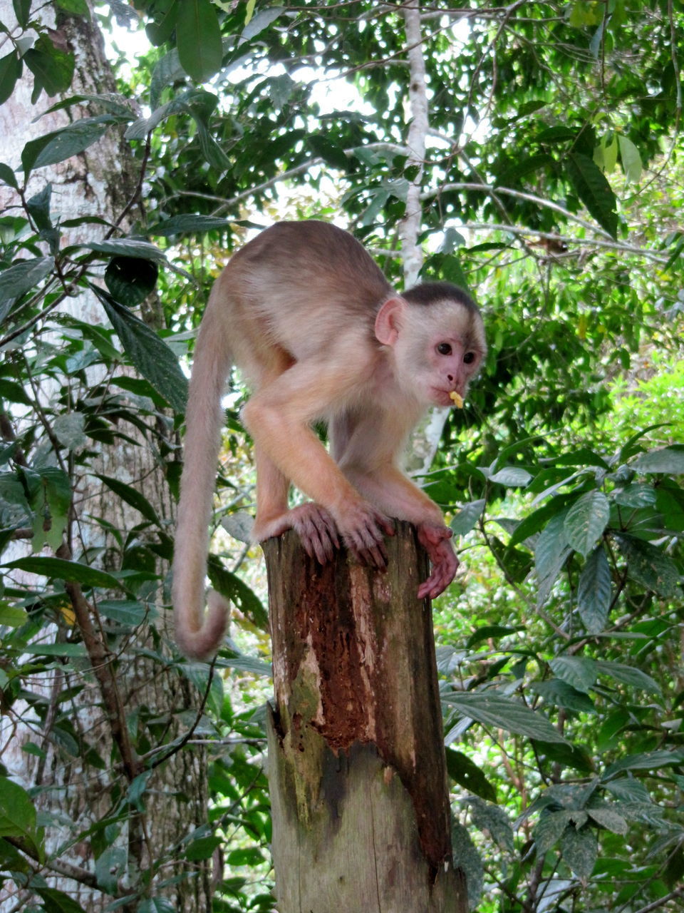 MONKEY ON TREE BRANCH