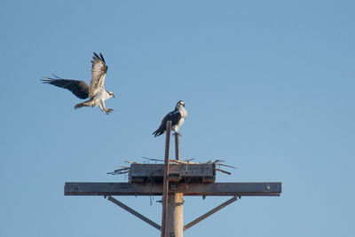 Low angle view of seagulls flying against clear sky