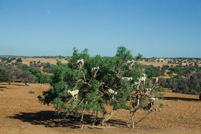 Plants and trees on field against clear sky