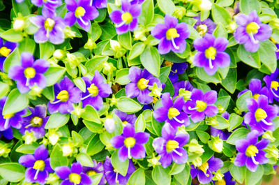 High angle view of purple flowering plants