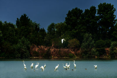 Swans in a lake