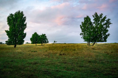 Trees on field against sky