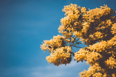 Low angle view of flowering plant against blue sky