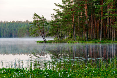 Summer morning landscape by the lake, tree reflections in calm water, light fog on the water surface
