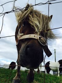 Close-up of horse