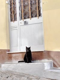 Portrait of a cat sitting on window