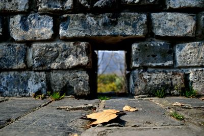 Close-up of dry maple leaves on brick wall