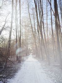 Bare trees in forest during winter