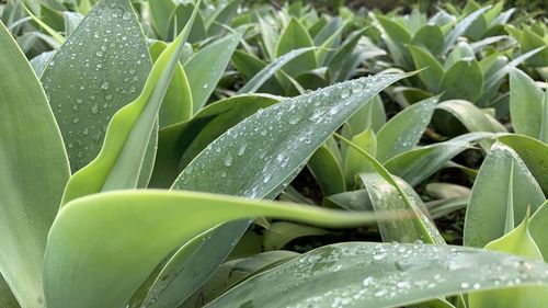 Close-up of raindrops on leaves