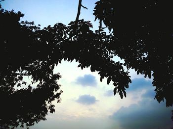 Low angle view of silhouette tree against sky