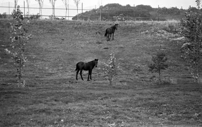 Horse grazing on field