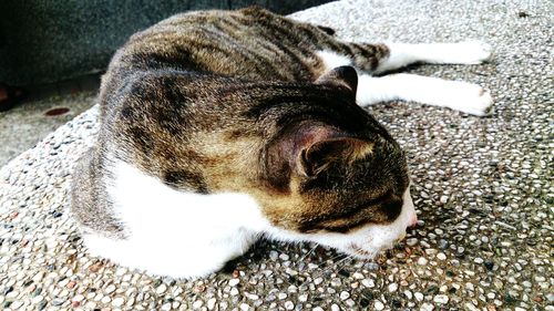 Close-up of dog lying on floor