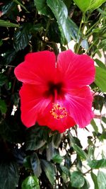 Close-up of red hibiscus flower