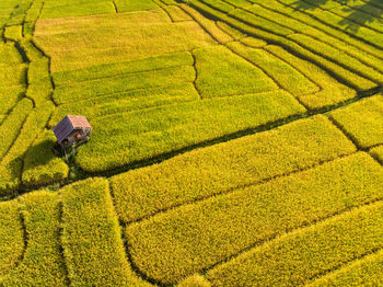 Aerial view of agricultural field