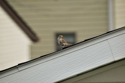 Low angle view of bird perching on roof against building