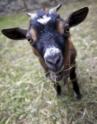 Close-up portrait of cow