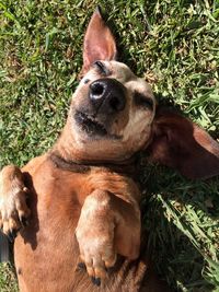 High angle view of dog lying on field