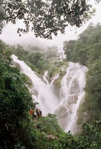 Scenic view of waterfall in forest