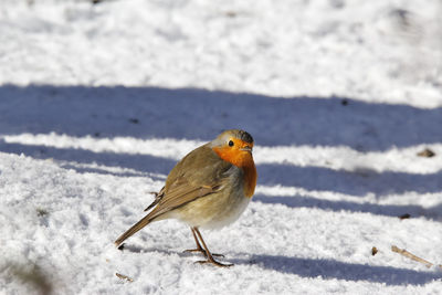 Close-up of robin on snow