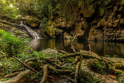 Scenic view of waterfall in forest