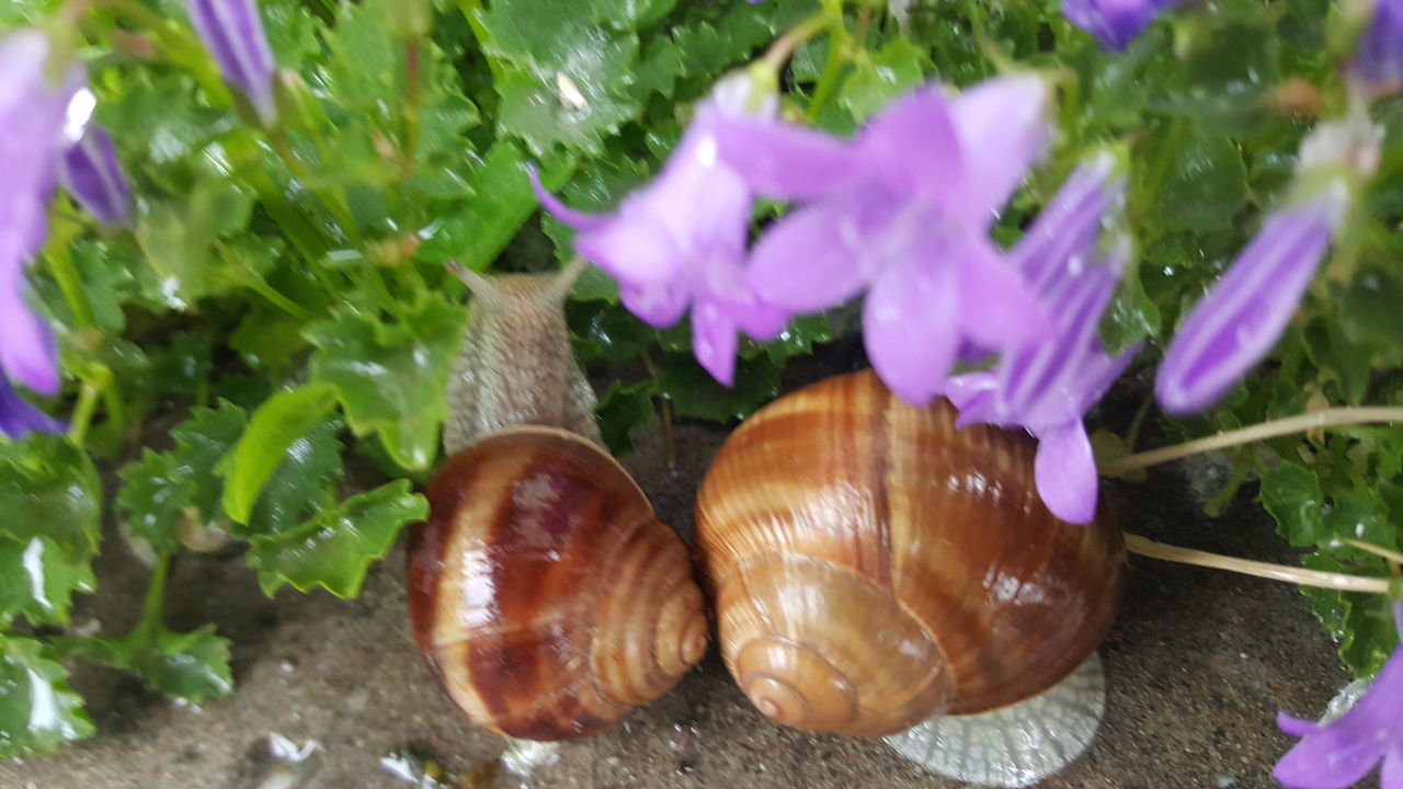 Snails in the rain