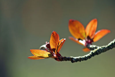 Close-up of crab apple leaves