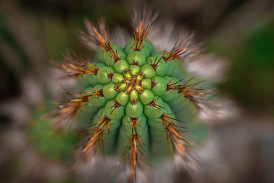 Macro shot of cactus plant