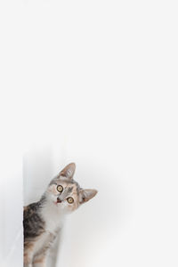 Portrait of a cat over white background
