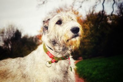 Close-up portrait of dog on grass