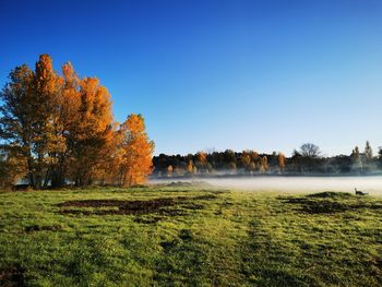 Trees on field against clear sky during autumn