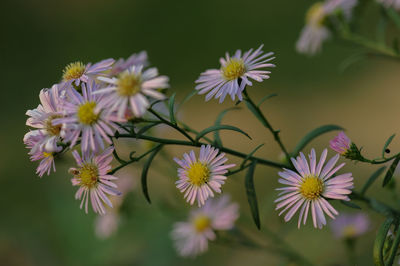 Close-up of purple flowering plants in park