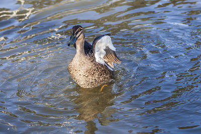 Reflection of trees in water