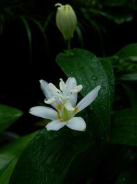 Close-up of water drops on white flower