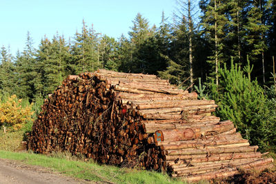Stack of logs in forest in denmark