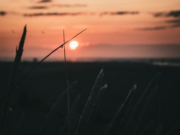 Close-up of silhouette plant against sky during sunset