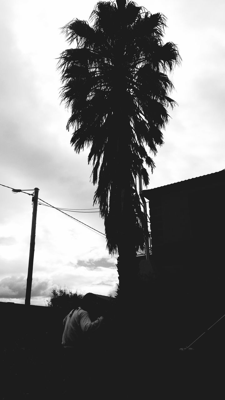 SILHOUETTE OF TREES AGAINST SKY