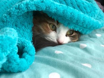 Close-up of cat on bed