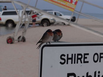 Bird perching on a car