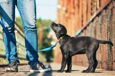 Low section of man standing with dog