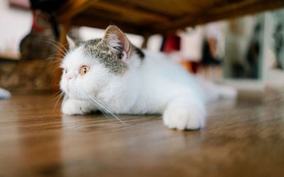 Close-up portrait of a cat