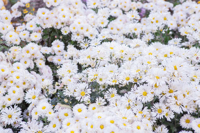 Close-up of daisies blooming outdoors