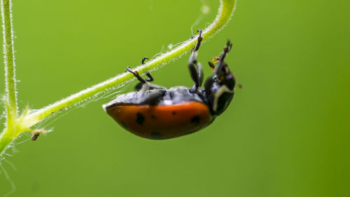 Close-up of ladybug on plant