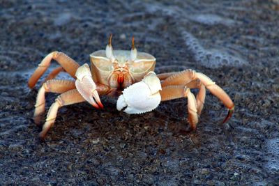 Close-up of crab on rock