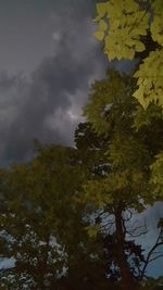 Low angle view of trees against cloudy sky