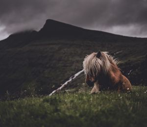 Horse relaxing on grassy field against cloudy sky