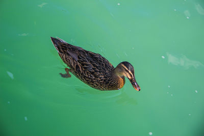 High angle view of mallard duck swimming in lake