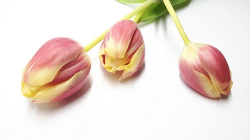 Close-up of fruits against white background