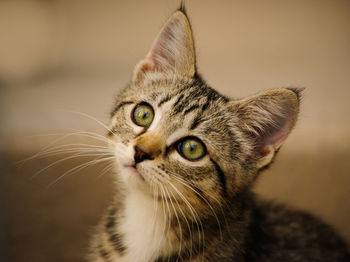 Close-up portrait of a cat