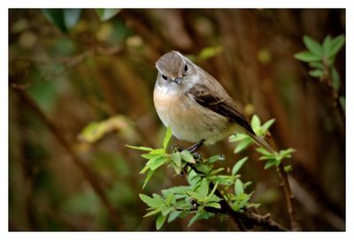 Close-up of bird perching on plant