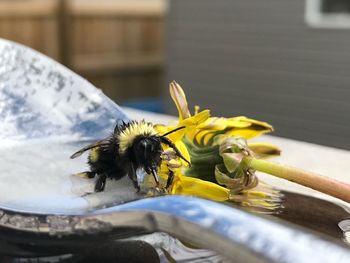 Close-up of bee pollinating flower